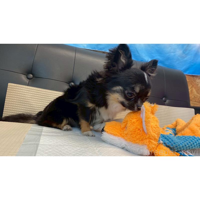 成約済の兵庫県のチワワ(ロングコート)-378076の11枚目